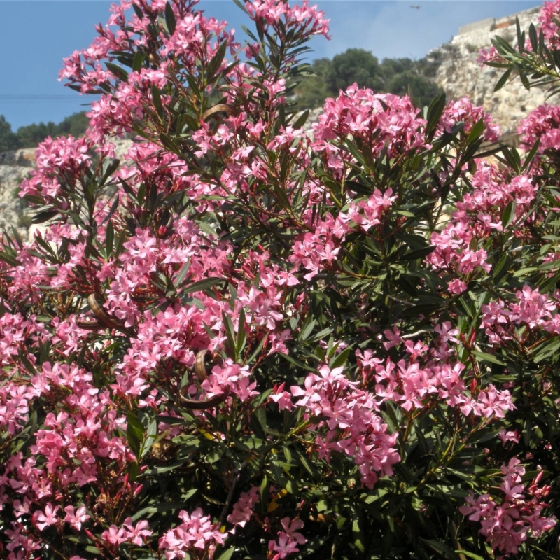 Oleander Nerium oleander